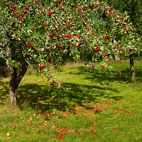 Tree with red apples, Sweden. The apples ripened early and were unusually red on the side facing south and the camera, caused by the uncharacteristically many hours of sunlight during the hot summer of 2018. Original public domain image from <a href="https://commons.wikimedia.org/wiki/File:Tree_with_red_apples_in_Barkedal_4.jpg" target="_blank">Wikimedia Commons</a>