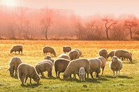 Flock of sheep on meadow in morning mist. Original public domain image from Wikimedia Commons
