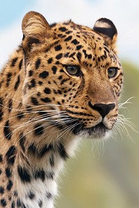 Leopard. Original public domain image from <a href="https://commons.wikimedia.org/wiki/File:Leopard_(19621).jpg" target="_blank" rel="noopener noreferrer nofollow">Wikimedia Commons</a>