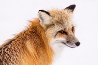 Red fox. Original public domain image from <a href="https://commons.wikimedia.org/wiki/File:Red_fox_(2230731).jpg" target="_blank" rel="noopener noreferrer nofollow">Wikimedia Commons</a>