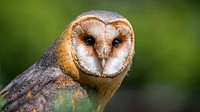 Barn owl. Original public domain image from Wikimedia Commons