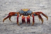 A Sally Lightfoot Crab (Grapsus grapsus) in the Galapagos. Original public domain image from <a href="https://commons.wikimedia.org/wiki/File:Sally_Lightfoot_Crab_2019.jpg" target="_blank" rel="noopener noreferrer nofollow">Wikimedia Commons</a>