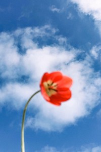 Aesthetic sky background with blurry poppy flower nature photography
