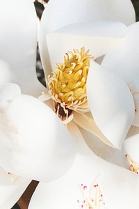 Botanical background of beautiful white magnolias