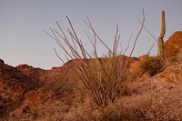 Thorn bush on rock and desert mountains nature photography