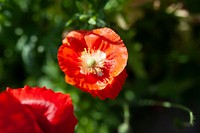 Red poppy flower background botanical photography in aerial view