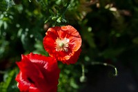 Red poppy flower background botanical photography in aerial view