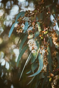 Eucalyptus yellow box background botanical photography