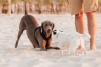 Weimaraner and Jack Russell terrier playing together at the beach