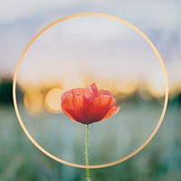 Golden frame with a poppy flower in a field design element