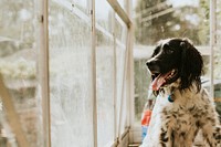 English Springer Spaniel dog looking through the greenhouse