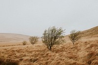 Grassy field and trees landscape in a rainy weather