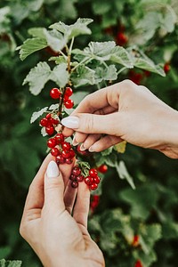 Woman picking wild red berries from the bush