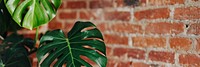 Monstera plant with a brick wall social banner
