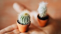 Cute tiny cacti on a hand