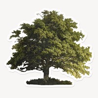 Oak tree, isolated, off white design
