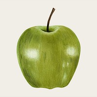 Green apple hand-drawn vector in colored pencil