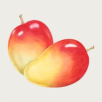 Red mango vector hand-drawn in color-pencil