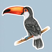 Vintage toucan bird psd illustration sticker