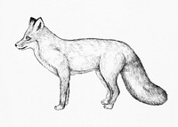 Cute hand drawn fox