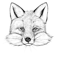 Cute hand drawn fox