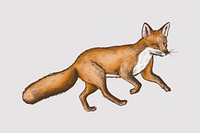 Vintage furry brown fox vector