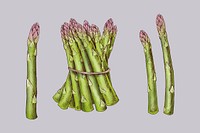 Freshly tied organic asparagus vector