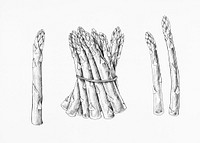 Hand drawn fresh asparagus