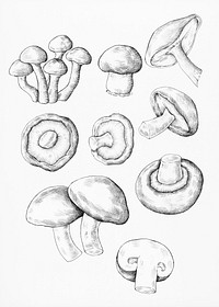 Hand drawn fresh mushroom
