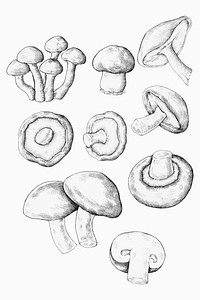 Hand drawn fresh mushroom vector