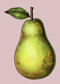 Ripe fresh green pear illustration