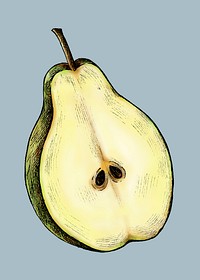 Ripe freshly cut pear illustration