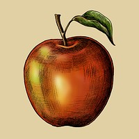 Fresh ripe red apple illustration