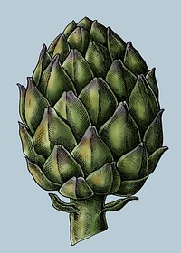 Fresh organic green artichoke illustration