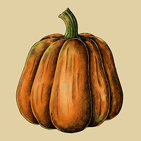 Fresh ripe pumpkin drawing illustration