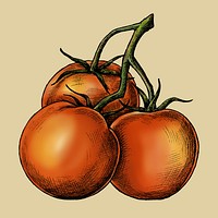 Fresh organic ripe tomato illustration