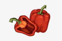 Freshly cut organic red bell pepper vector