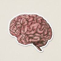 Hand drawn pink human brain sticker with a white border