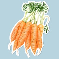 Fresh carrot vegetable psd illustration botanical hand drawn