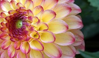 Grayval Lollipop Dahlia. Original public domain image from Flickr