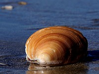 Dosinia anus (ringed venus shell)This is a shellfish with venus shell, up to 3½ in. thick, flattened, disc-shaped, and sculptured with sharp concentric ridges. It lives buried in sand at and below low tide on open sandy beaches. Original public domain image from Flickr