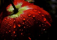 Poppy in the dew.SONY DSC. Original public domain image from Flickr