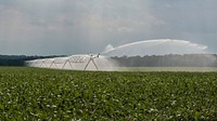 Pivot irrigation with rotating and end gun style pivot sprinkler in Hanover, Virginia, on Friday, Sept. 20, 2013. USDA photo by Lance Cheung. Original public domain image from Flickr