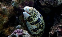 The snowflake moray, Echidna nebulosa, also known as the clouded moray among many various vernacular names, is a species of marine fish of the family Muraenidae. Original public domain image from Flickr