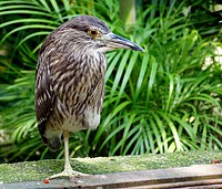 Black-crowned Night Heron Juvenile