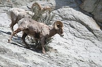 Rocky Mountain Big Horn Sheep RamsRocky Mountain Big Horn Sheep Rams on the Salmon-Challis National Forest. Photo by Art Mackey, 4/1/2008. Credit: US Forest Servce. Original public domain image from Flickr