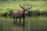Moose in the river at Big SpringsMoose in the river at Big Springs, Caribou-Targhee National Forest. Photo by Sue McKenna, Summer 2012. Credit: US Forest Service. Original public domain image from Flickr