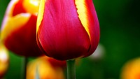 Tulip..Although tulips are often associated with the Netherlands, commercial cultivation of the flower began in early Persia probably somewhere in the 10th century.