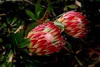 Sugarbush protea. Original public domain image from Flickr