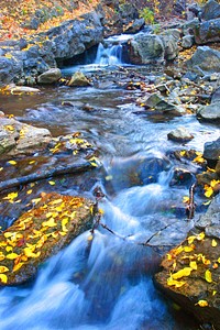 stream yellow leavesStream with fresh fallen autumn leaves. Wheeler Canyon, Ogden area on the Uinta-Wasatch-Cache National Forest in Utah. Photo by Eric Greenwood 10/9/2005. Credit: US Forest Service. Original public domain image from Flickr